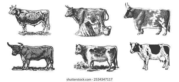 Vaca, touro, conjunto de desenho de cabeça de vaca. Bife, hambúrguer. Pecuária, ilustração de gado. Pasto animal, vintage impressão retro, arte vetorial. Design do rótulo da embalagem de carne.