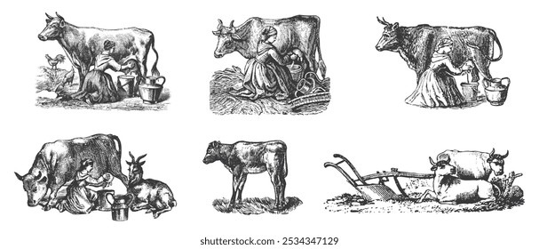 Vaca, touro, conjunto de desenho de cabeça de vaca. Bife, hambúrguer. Pecuária, ilustração de gado. Pasto animal, vintage impressão retro, arte vetorial. Design do rótulo da embalagem de carne.