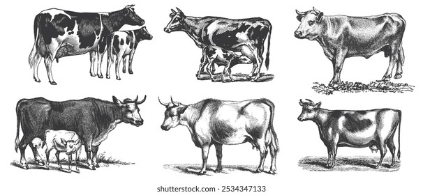 Vaca, touro, conjunto de desenho de cabeça de vaca. Bife, hambúrguer. Pecuária, ilustração de gado. Pasto animal, vintage impressão retro, arte vetorial. Design do rótulo da embalagem de carne.