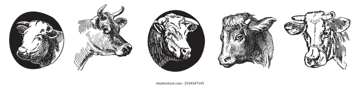 Vaca, touro, conjunto de desenho de cabeça de vaca. Bife, hambúrguer. Pecuária, ilustração de gado. Pasto animal, vintage impressão retro, arte vetorial. Design do rótulo da embalagem de carne.