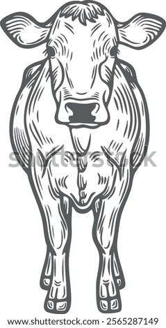 Cow bull, beef standing front view farm animal lifestock engraving hand drawn illustration black white isolated vintage line art sketch silhouette graphic style poster label web