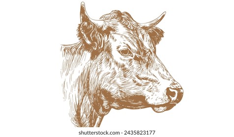 Kuh, Stier, Rindfleisch. Retro-Vintage-Druck, schwarze weiße Kuh, Stier, Rindskizze Tinte Bleistiftzeichnung, Gravur Old School. Skizze Kunstwerk Silhouette Kopfkuh. Seitenansicht Profil Beef Bull. Vektorgrafik