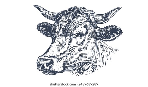 Cow, bull, beef. Vintage retro print, black white cow, bull, beef sketch ink pencil drawing, engrave old school. Sketch artwork silhouette head cow. Side view profile beef bull. Vector Illustration