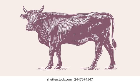 Cow, bull, beef. Vintage retro print, black white cow, bull, beef sketch ink pencil drawing, engrave old school. Sketch artwork silhouette cow bull. Side view profile beef bull. Vector Illustration