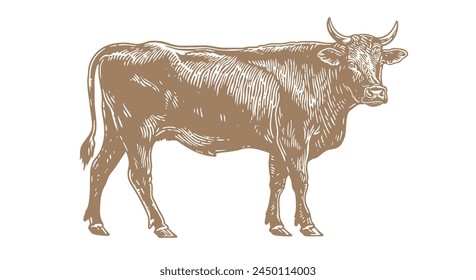 Cow, bull, beef. Vintage retro print, black white cow, bull, beef sketch ink pencil drawing, engrave old school. Sketch artwork silhouette cow bull. Side view profile beef bull. Vector Illustration