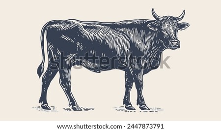 Cow, bull, beef. Vintage retro print, black white cow, bull, beef sketch ink pencil drawing, engrave old school. Sketch artwork silhouette cow bull. Side view profile beef bull. Vector Illustration