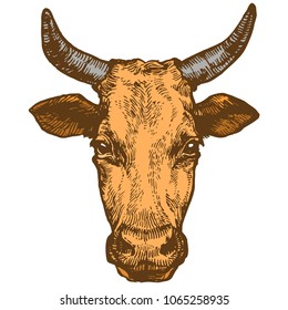 Cow, Bull head with horn domestic animal ink sketch hand drawn illustration isolated on white background illustration 