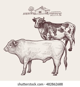 Cow and bull. Vector.