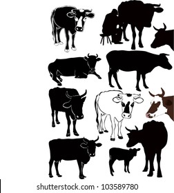 Cow a calf animals it is isolated on a white background