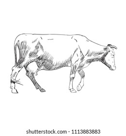 Cow Calf brown, vector