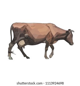 Cow Calf brown, vector