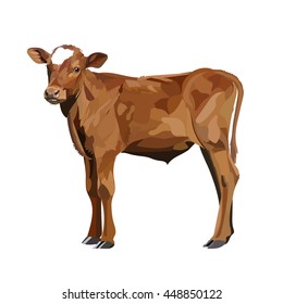 Cow Calf Brown, Vector