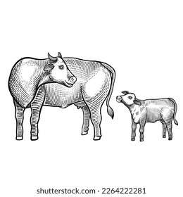 Cow and calf engraved vector illustration isolated on white background. 
