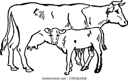 Dairy Cow Pencil Sketch Animal Farm Stock Illustration 390966322 ...