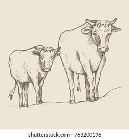 Cow and a calf walk along the road. Sketch style. Bull and calf return one by one from the pasture. Farm animals. Vector illustration.