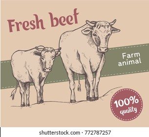 Cow and a calf walk along the road. Sketch style. Bull and calf return one by one from the pasture. Farm animals. Fresh beef. High quality. Vector illustration.