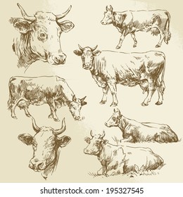 cow, cows, farm animals