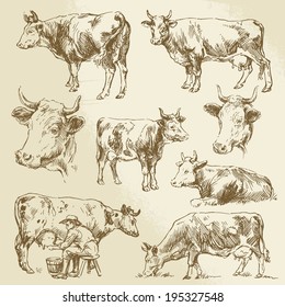 cow, cows, farm animals