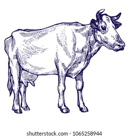 Cow domestic animal ink sketch hand drawn illustration isolated on white background line art for coloring book page