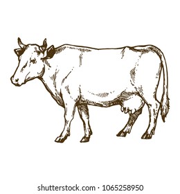 Cow domestic animal ink sketch hand drawn illustration isolated on white background line art for coloring book page