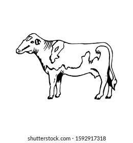 Cow drawing sketch. Hand drawn design vector illustration.