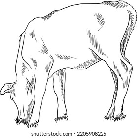 Cow Eating Grass. Farm Animal Grazing. Isolated Nature Drawing Vector Illustration.