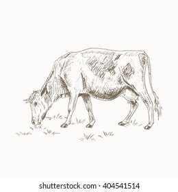 Cow eating grass sketch.  Dairy cattle vector illustration. Drawing isolated on white. Farm pet. Grazing in the meadow. 