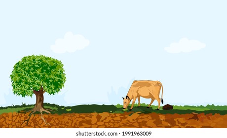 A cow is eating green grass on the surface of the soil