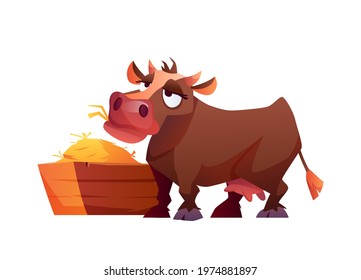 Cow eating hay isolated cartoon farm animal isolated on white. Vector illustration of rural cattle eating hayrick hay bale from stuck, hungry beef standing near wooden cowshed with straw and grass