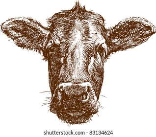 cow face