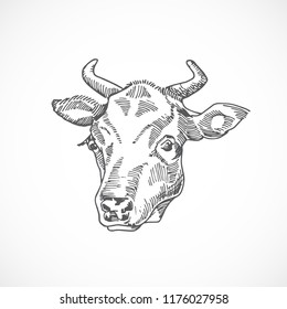 Cara de vaca dibujado a mano Ilustración vectorial. Boceto Abstractas de animales domésticos. Dibujo de estilo de grabado. Aislado.