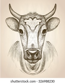 Cow face portrait, front view, vector hand drawn graphic sketch illustration.