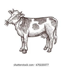 Cow farm animal sketch, isolated cow on the white background. Vintage style. Vector illustration.