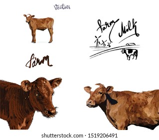 cow farm milk illustration vector