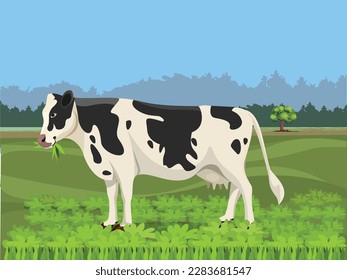 Cow in Field. Black and white cow in a grassy field on a bright and sunny day.