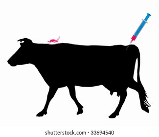 Cow gets an immunization against a disease of mosquito bites