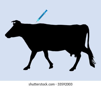 Cow gets an inoculation against blue tongue disease
