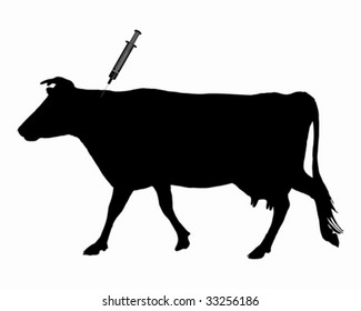 Cow gets an inoculation because of blue tongue disease