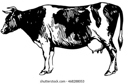 Cow in graphic style, from hand drawing image. Template for creating packaging design farm products and signage natural food stores.
