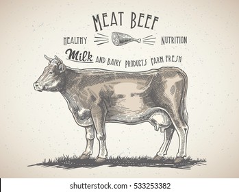 Cow in graphic style, and inscriptions, drawing illustration by hand.