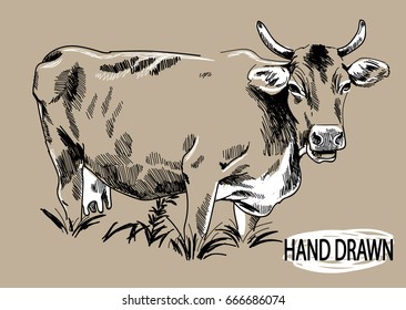 A cow in a grass field. Drawing by hand in vintage style. Children's drawing. A cow with an udder and horns stands in a field with tall grass. Milk.