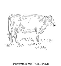 The cow grazes in the meadow. Vector coloring book.