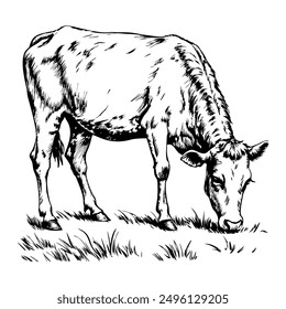 cow grazing with head down, on a white background