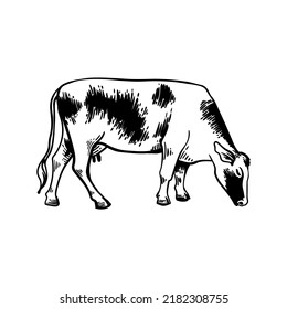 Cow Grazing Isolated Line Icon. Milk Or Meat Beef, Agriculture, Dairy Products