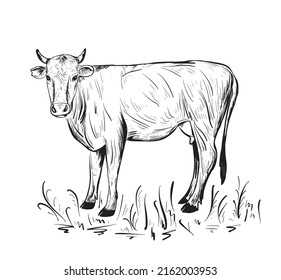 23,040 Livestock sketch Images, Stock Photos & Vectors | Shutterstock