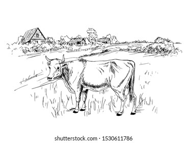 Cow Grazing In The Meadow, Village Landscape. Hand Drawn Sketch