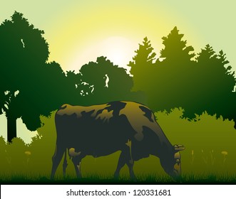 cow grazing in the morning