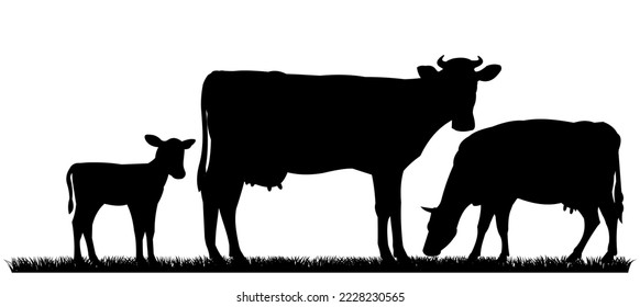 Cow grazing on grass. Picture black silhouette. Farm pets. Animals for milk and dairy products. Isolated on white background. Vector.