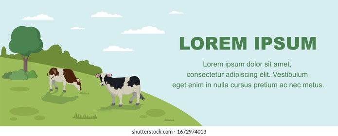 Cow Grazing on Meadow Banner. Animal Farm Cattle Livestock Eating Grass on Field Vector llustration. Healthy Organic Dairy Milk Products. Countryside Grassland, Rural Pastoral Landscape