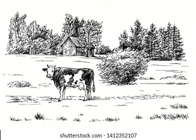 Cow grazing on meadow. Hand drawn illustration.